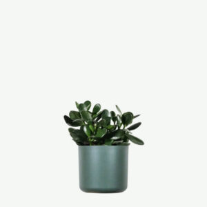 Euphorbia Ingens