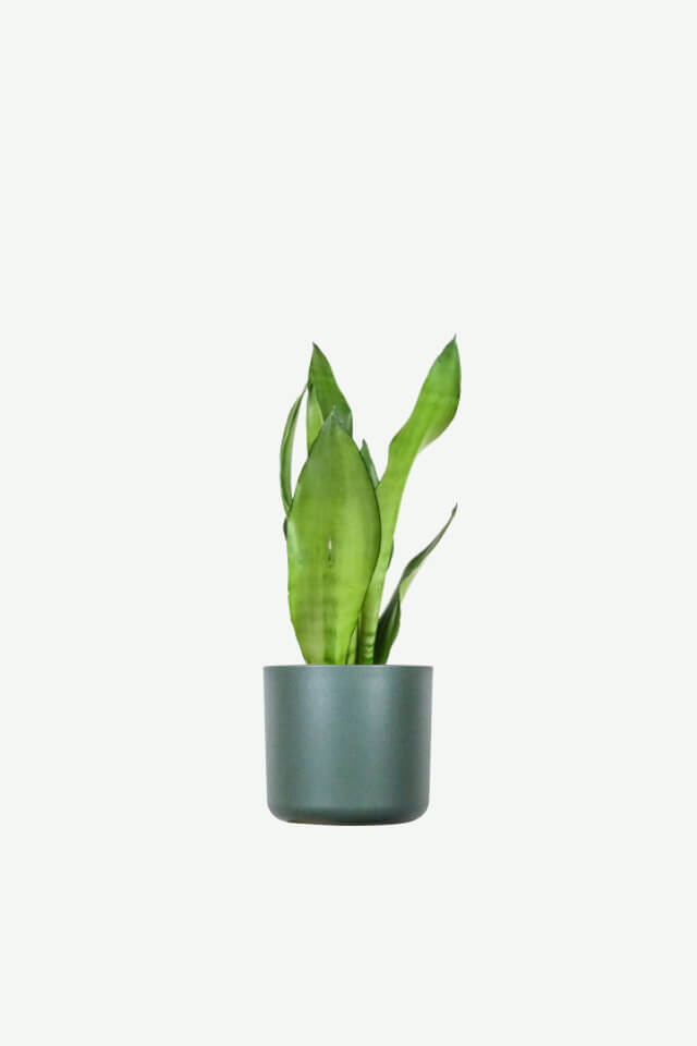 Pilea Peperomioides