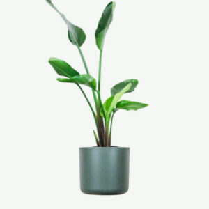 Peperomia Lemon Lime