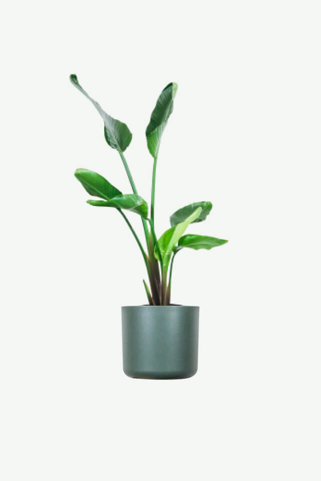 Peperomia Lemon Lime