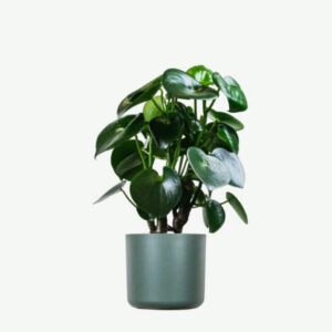 Monstera Deliciosa