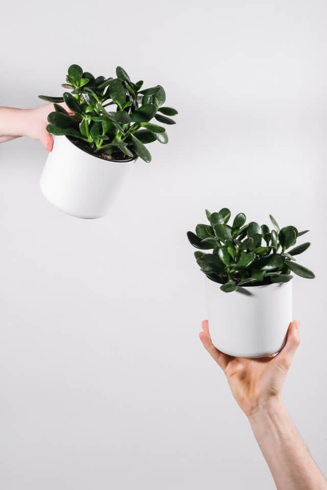 Ficus Decora Burgundy - immagine 2